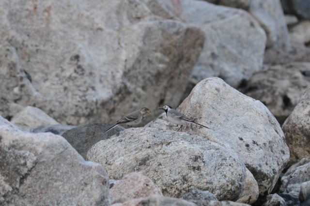 Bergeronnette grise / White Wagtail